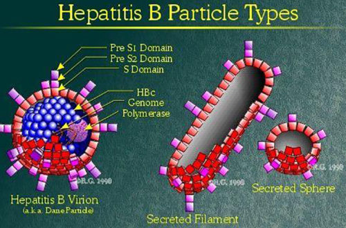 HepatitisB virus: HBV!
